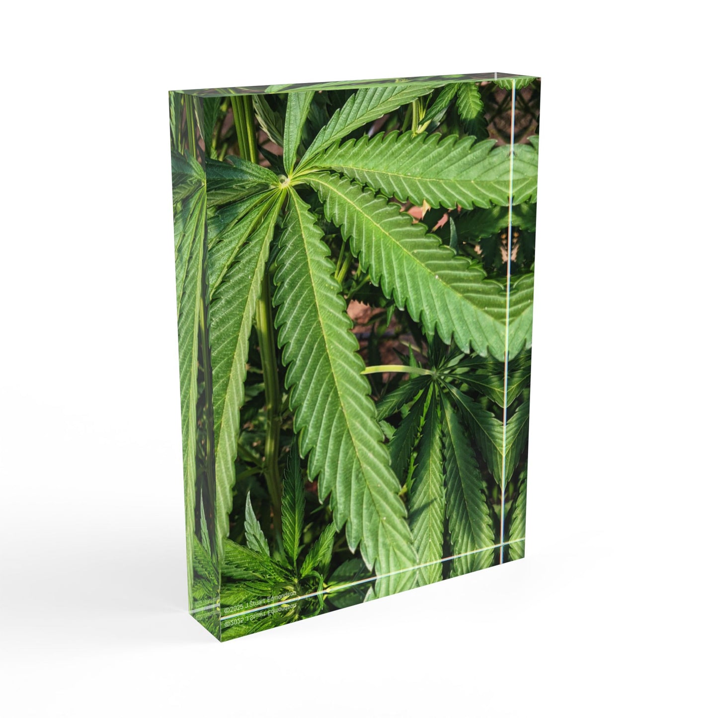 Swamis Vibe Surf and Sunsets 3D Photo Blocks - Canna Weed in Encinitas Photo Block Lush Greenery, Perfect for Nature Lovers, Home Decor, Gifts, Bedroom Decoration, Eco-Friendly