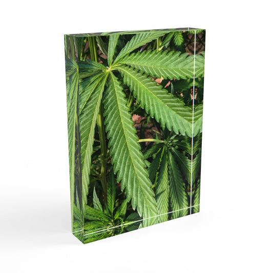 Swamis Vibe Surf and Sunsets 3D Photo Blocks - Canna Weed in Encinitas Photo Block Lush Greenery, Perfect for Nature Lovers, Home Decor, Gifts, Bedroom Decoration, Eco-Friendly