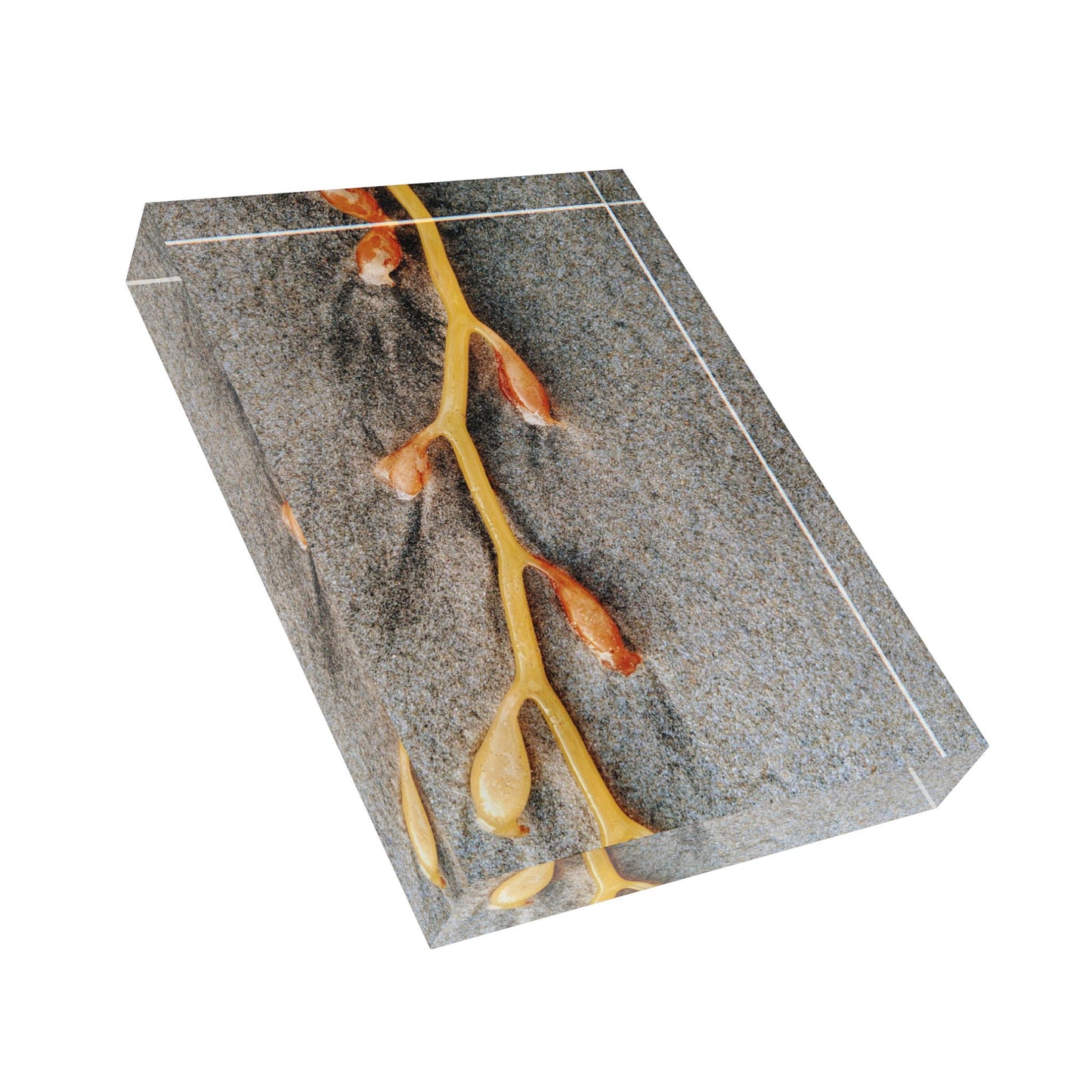 Swamis Vibe Surf and Sunsets 3D Photo Blocks - Kelp On The Beach #128 Nature-Inspired Photo Block, Decorative Home Decor, Modern Wall Art, Unique Gift, Nature Lovers, Rustic Aesthetic