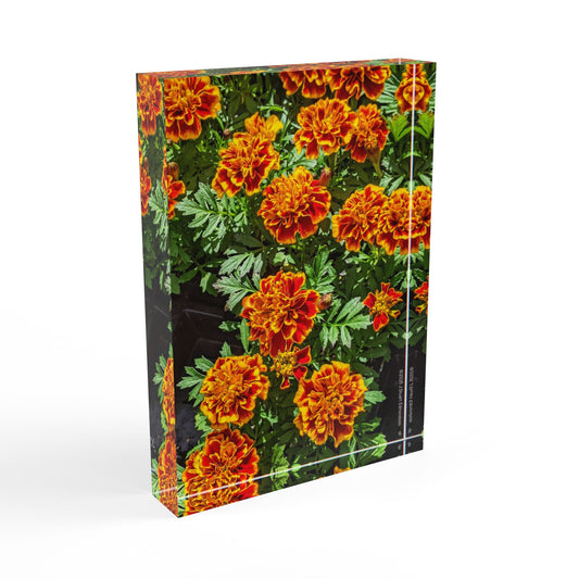 Swamis Vibe Surf and Sunsets Gallery Presents Colorful Flowers MARIGOLDS #1. 3D Photo Block Vibrant Floral Photo, Home Decor, Gift for Garden Lovers, Unique Wall Art, Personalized Photo Display, Wedding Gift