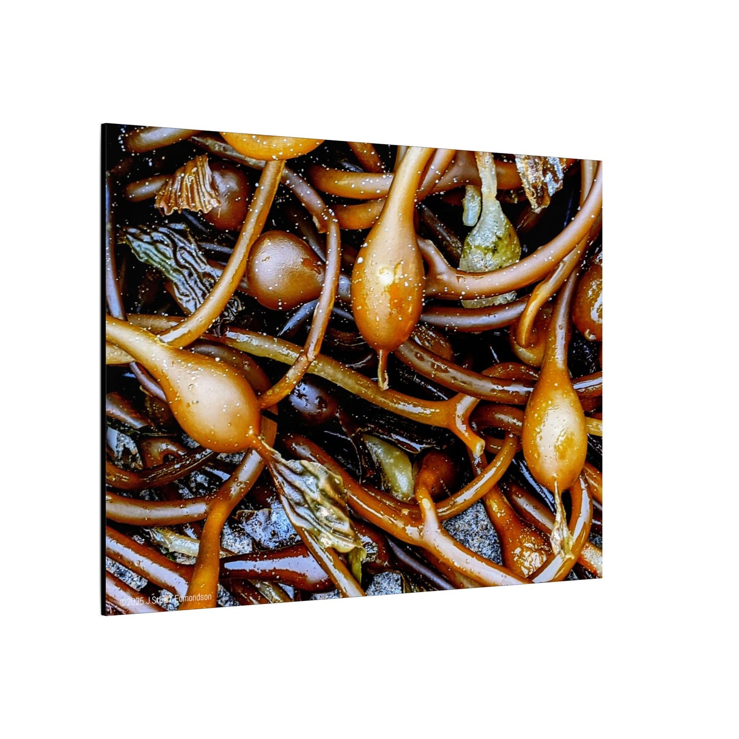 Swamis Vibe Encinitas California JSE Photograph #1244 Sea Kelp Nature Inspired Stretched Canvas Print, Ocean Decor, Wall Art for Beach Lovers, Coastal Home Decor, Unique Gift Idea