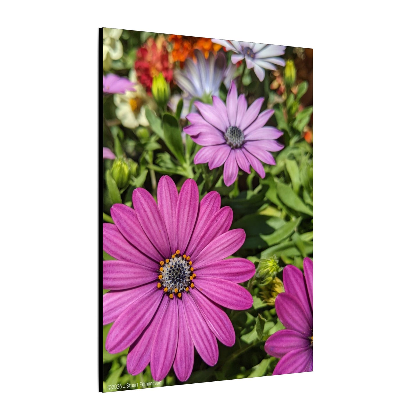 Swamis Vibe Encinitas California JSE Photograph #1127 Lavender African Daisies Encinitas California Floral Canvas Print for Home or Office
