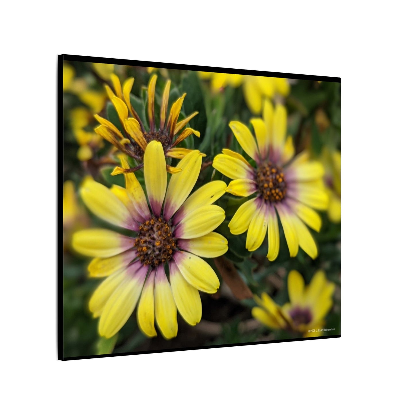 Swamis Vibe Encinitas California JSE Photograph #207 African Daisies at Swamis Floral Wall Art Print, Home Decor, Nature Artwork, Bright Flower Canvas, Gift for Garden Lovers, Spring Decoration