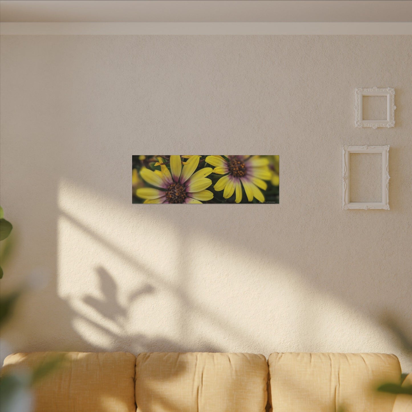 Swamis Vibe Encinitas California JSE Photograph #207 African Daisies at Swamis Floral Wall Art Print, Home Decor, Nature Artwork, Bright Flower Canvas, Gift for Garden Lovers, Spring Decoration