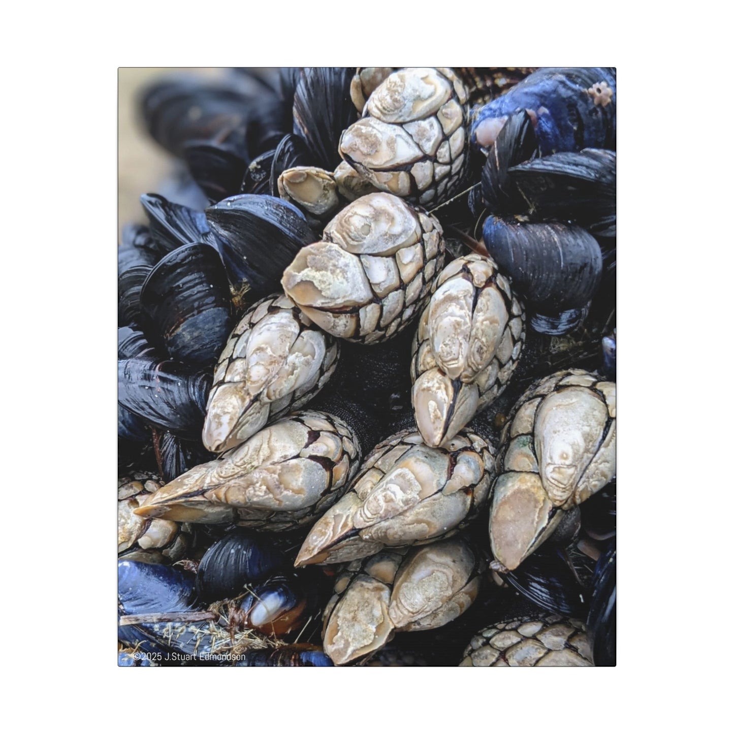 Swamis Vibe Encinitas California JSE Photograph #145 Swamis Reef Barnacles Coastal Themed Canvas Art, Beach Wall Decor, Nautical Home Decor, Ocean-Inspired Artwork, Gifts for Beach Lovers, Coastal Living