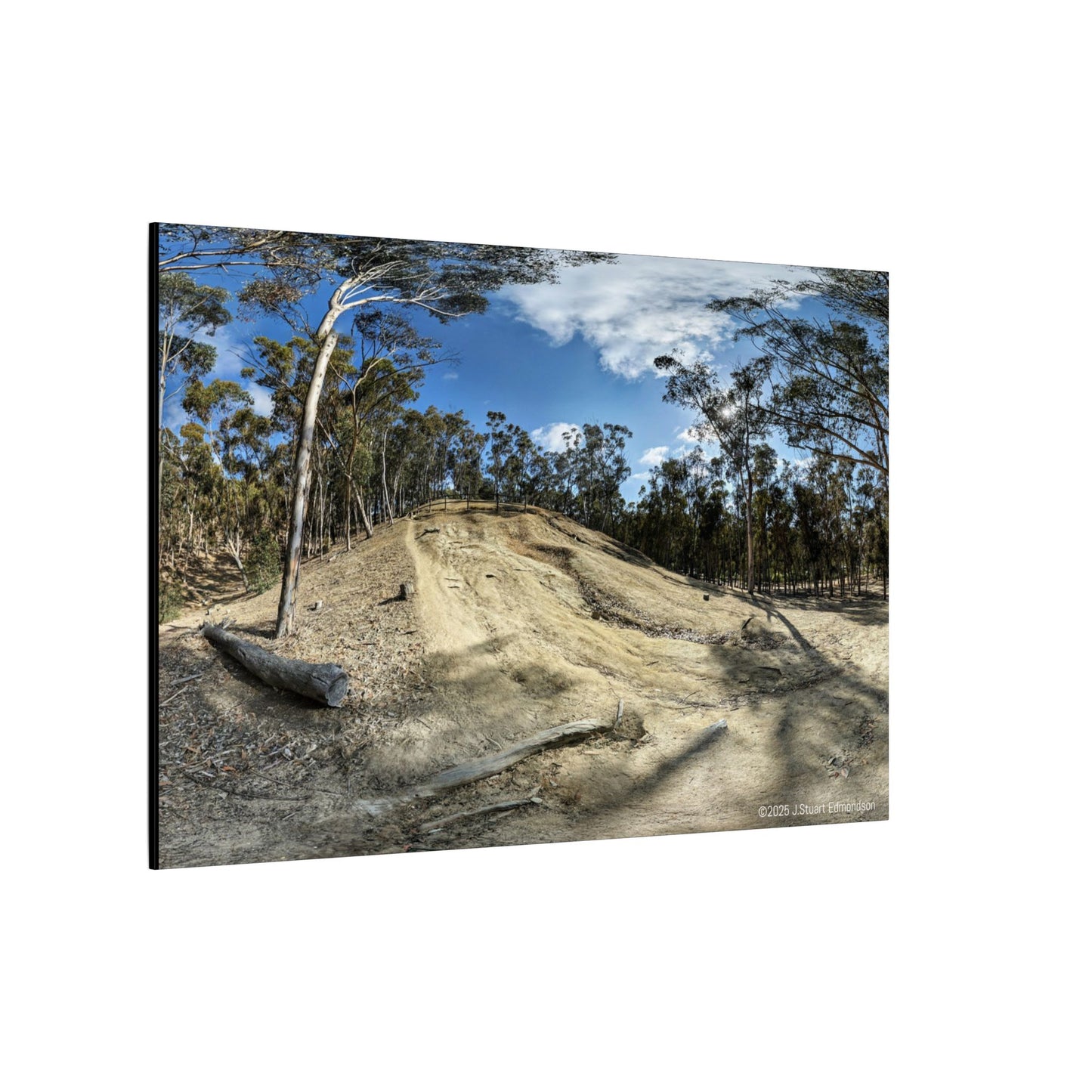 Carlsbad Eucalyptus Mono forest JSE Photograph #524 Hosp Woods Trails Carlsbad California Nature-Inspired Canvas Art