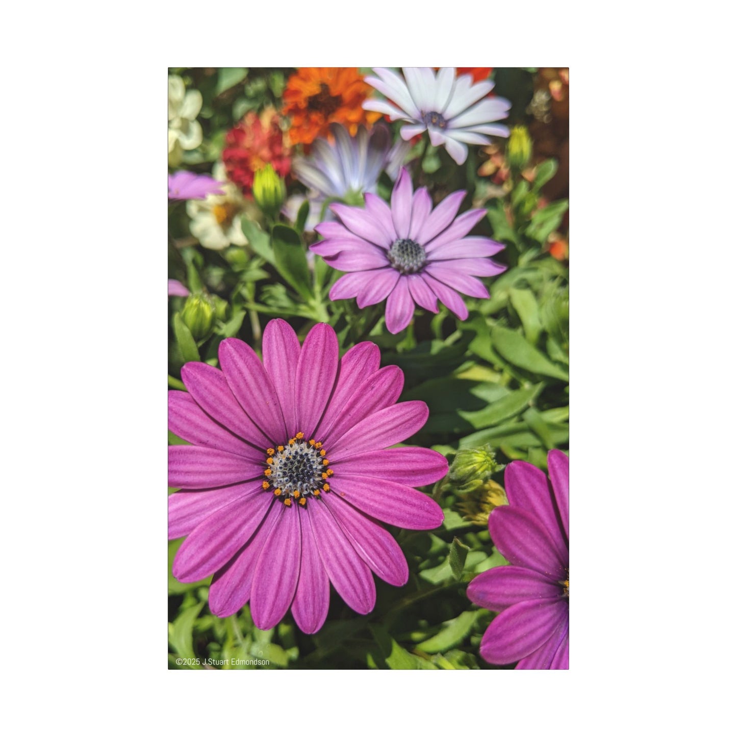 Swamis Vibe Encinitas California JSE Photograph #1127 Lavender African Daisies Encinitas California Floral Canvas Print for Home or Office