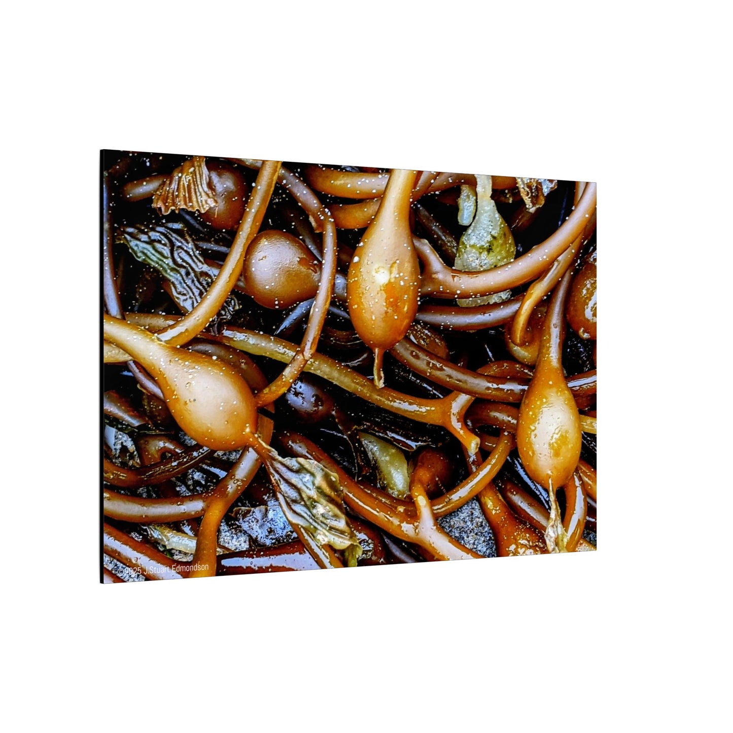 Swamis Vibe Encinitas California JSE Photograph #1244 Sea Kelp Nature Inspired Stretched Canvas Print, Ocean Decor, Wall Art for Beach Lovers, Coastal Home Decor, Unique Gift Idea