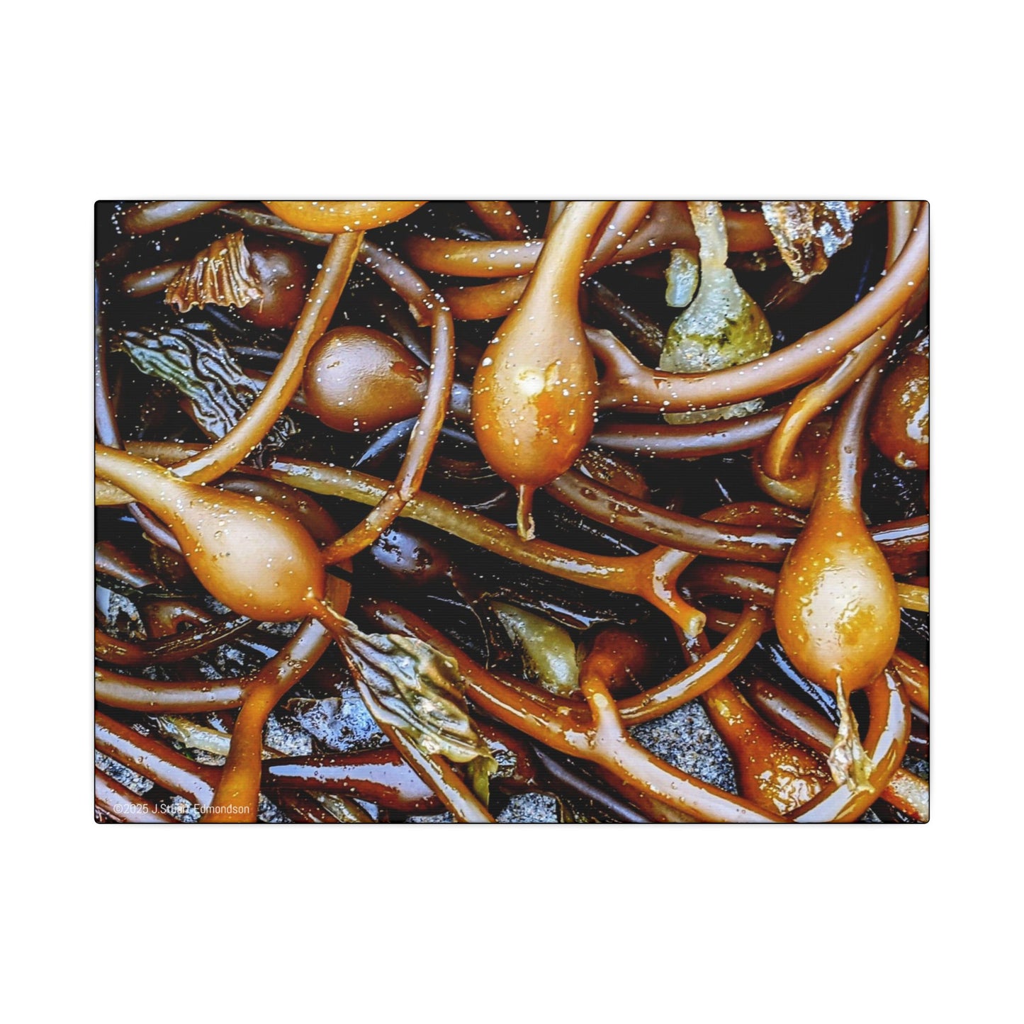Swamis Vibe Encinitas California JSE Photograph #1244 Sea Kelp Nature Inspired Stretched Canvas Print, Ocean Decor, Wall Art for Beach Lovers, Coastal Home Decor, Unique Gift Idea