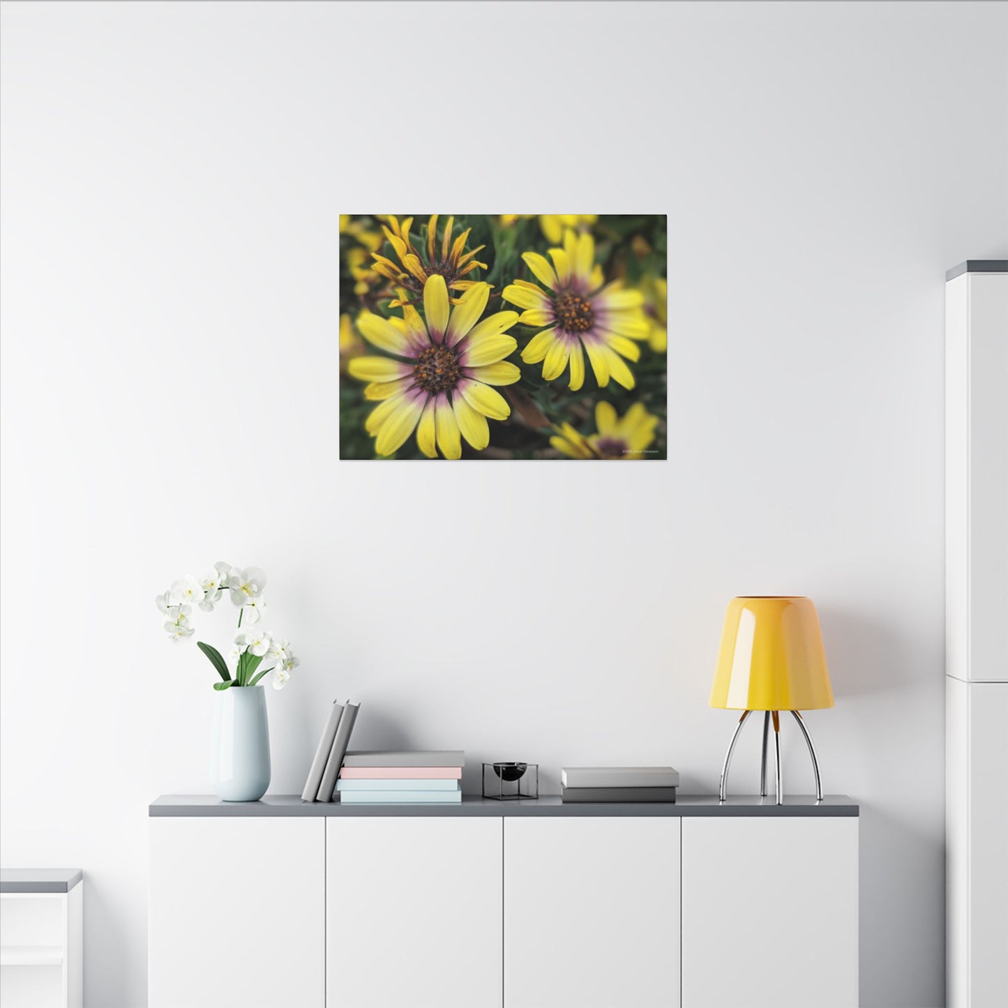Swamis Vibe Encinitas California JSE Photograph #207 African Daisies at Swamis Floral Wall Art Print, Home Decor, Nature Artwork, Bright Flower Canvas, Gift for Garden Lovers, Spring Decoration