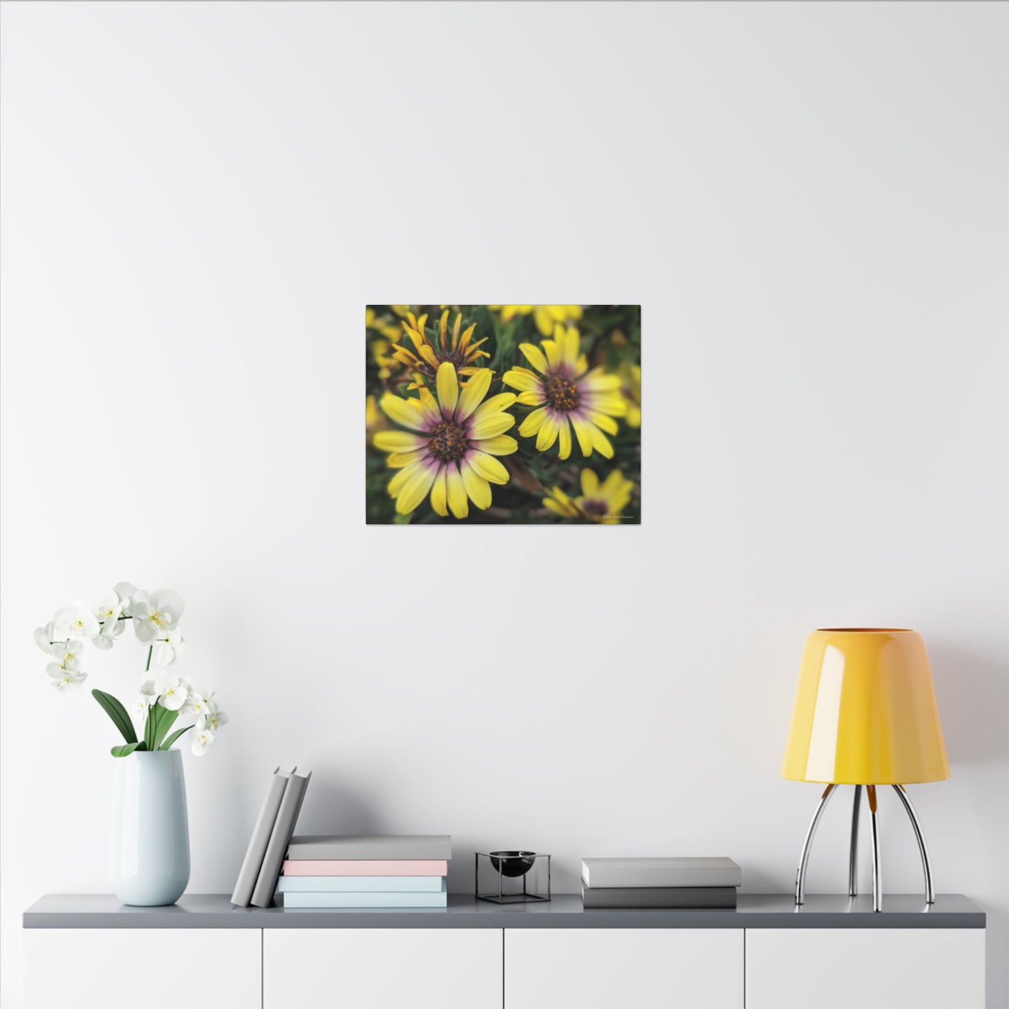 Swamis Vibe Encinitas California JSE Photograph #207 African Daisies at Swamis Floral Wall Art Print, Home Decor, Nature Artwork, Bright Flower Canvas, Gift for Garden Lovers, Spring Decoration