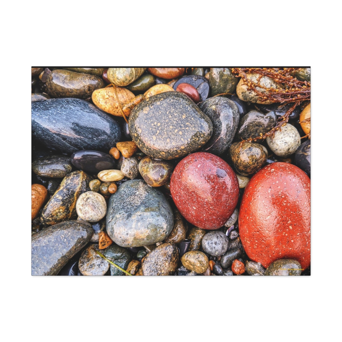 Swamis Vibe Encinitas California JSE Photograph - Beach Rocks Mix #426 Natural Stone Art Canvas, Home Decor, Wall Art, Gift for Nature Lovers, Rustic Aesthetic, Gallery Wrap Print