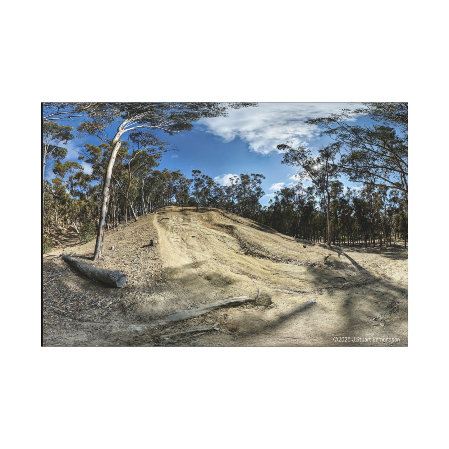 Carlsbad Eucalyptus Mono forest JSE Photograph #524 Hosp Woods Trails Carlsbad California Nature-Inspired Canvas Art