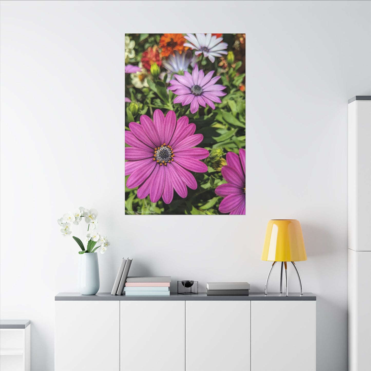 Swamis Vibe Encinitas California JSE Photograph #1127 Lavender African Daisies Encinitas California Floral Canvas Print for Home or Office