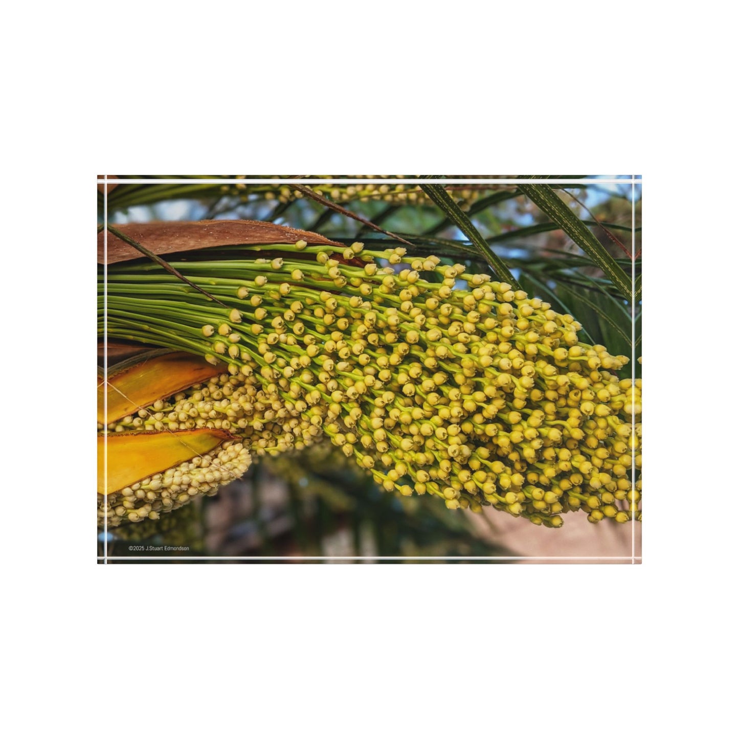 Swamis Vibe Surf and Sunsets 3D Photo Blocks - Palm Tree Flowers Floral Photo Block Display, Home Decor, Gift for Her, Nature Inspired Decoration