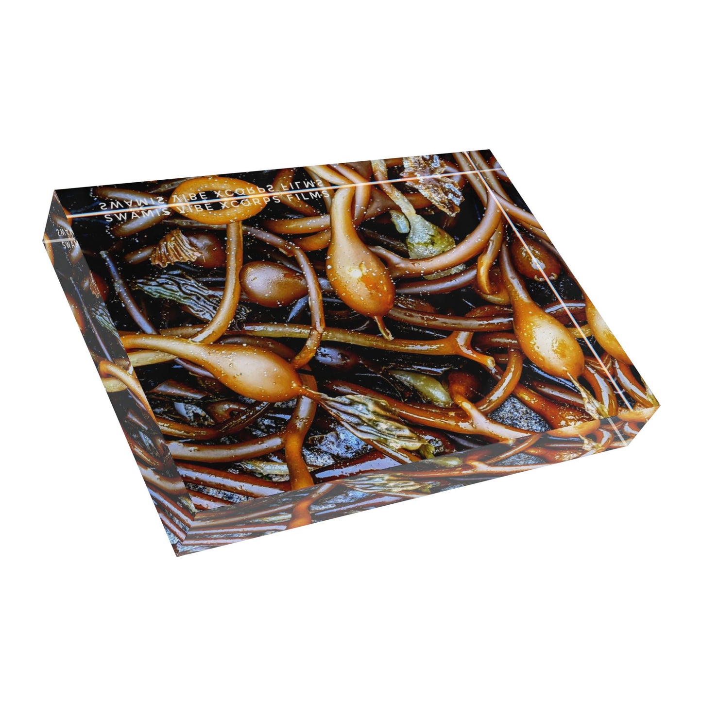 Swamis Vibe Surf and Sunsets 3D Photo Blocks Sea Kelp #257 Nature-Inspired Photo Block - Coastal Decor, Wall Art, Home Office Decoration, Unique Gift, Botanical Print