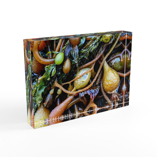 Swamis Vibe Surf and Sunsets Photo Series SEAWEEDS #1. Nature-Inspired Photo Block Decor, Perfect for Home, Office, Gifts, Wall Art, and Nature Lovers