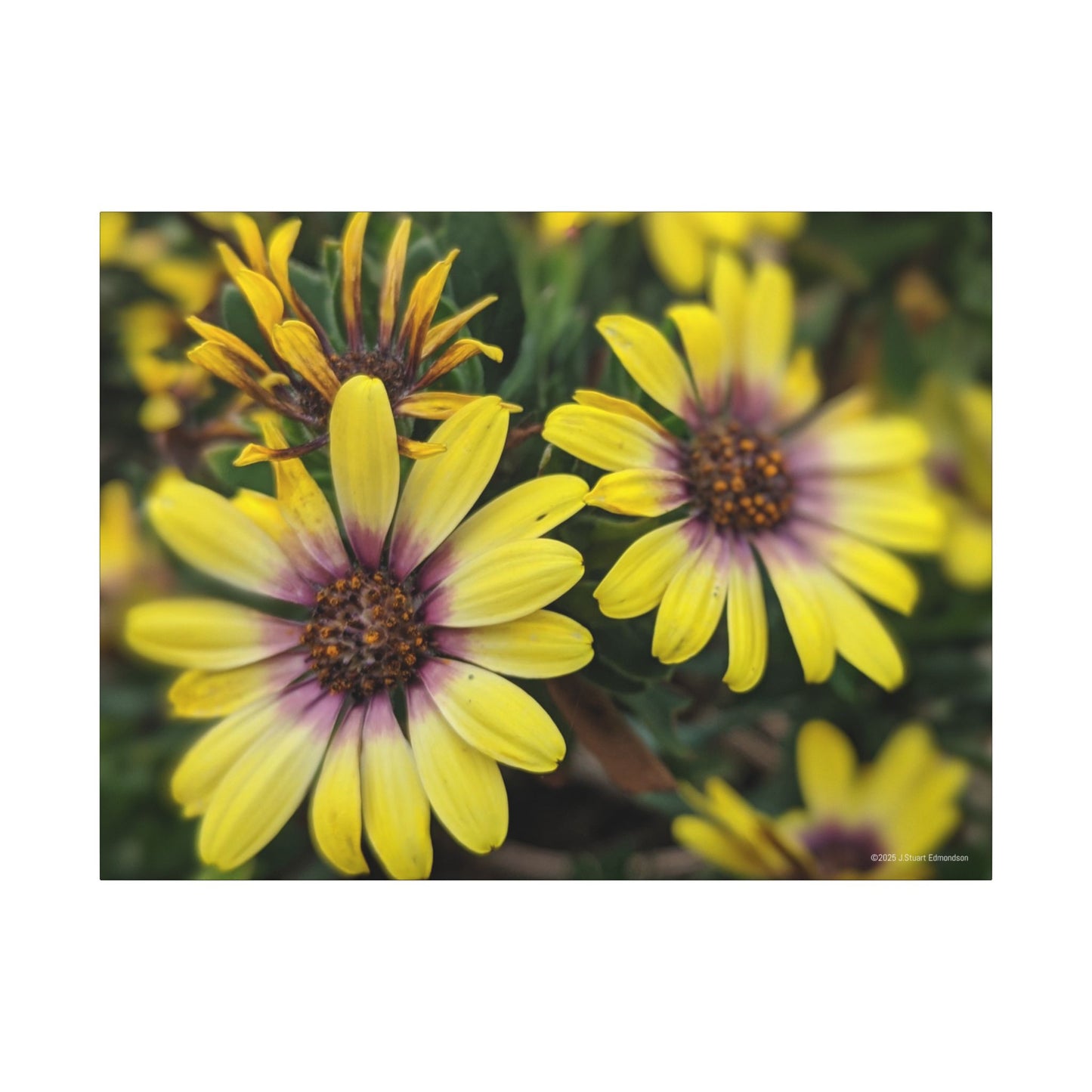 Swamis Vibe Encinitas California JSE Photograph #207 African Daisies at Swamis Floral Wall Art Print, Home Decor, Nature Artwork, Bright Flower Canvas, Gift for Garden Lovers, Spring Decoration
