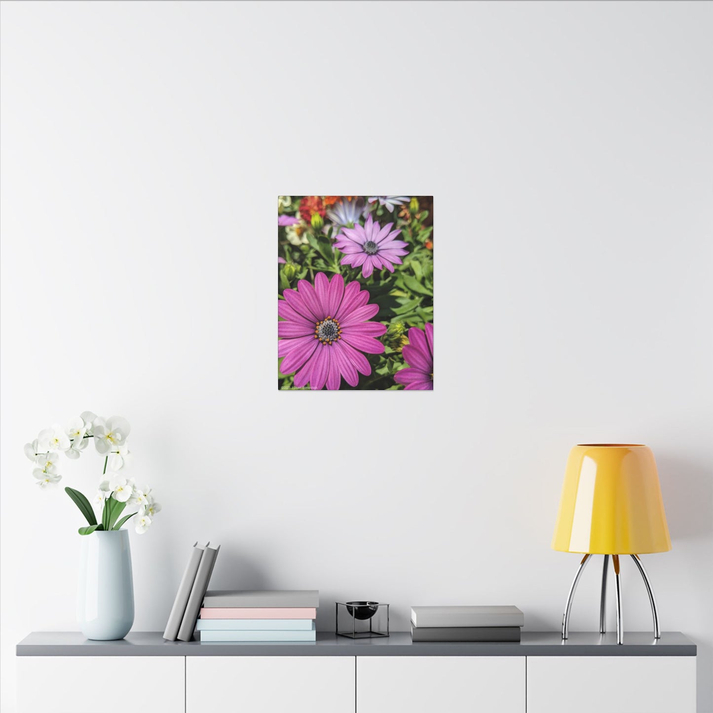 Swamis Vibe Encinitas California JSE Photograph #1127 Lavender African Daisies Encinitas California Floral Canvas Print for Home or Office