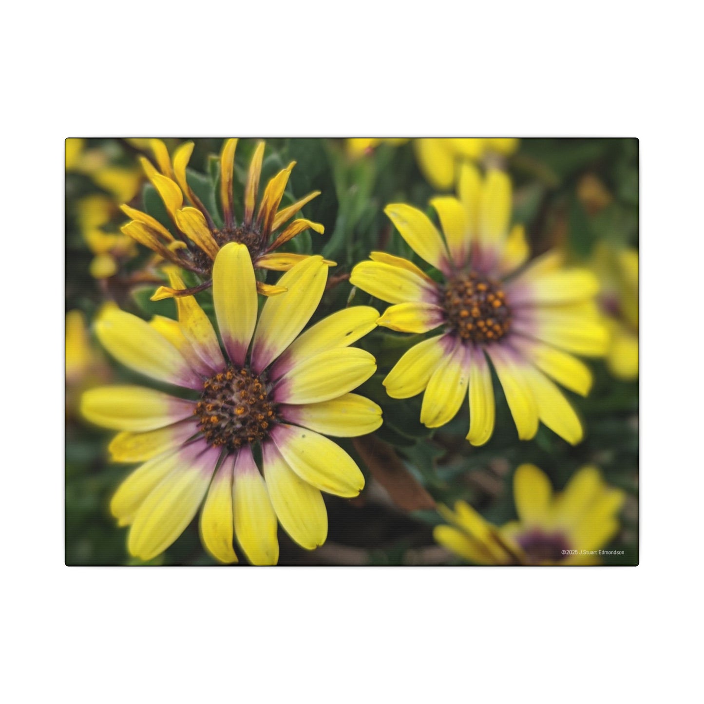 Swamis Vibe Encinitas California JSE Photograph #207 African Daisies at Swamis Floral Wall Art Print, Home Decor, Nature Artwork, Bright Flower Canvas, Gift for Garden Lovers, Spring Decoration
