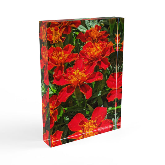 Swamis Vibe Surf and Sunsets Gallery Presents Colorful Flowers RED SAFARI MARIGOLD 3D Photo Block Vibrant Floral Photo Print, Home Decor, Gift for Her, Wall Art, Modern Accent Piece, Nature Themed Decoration