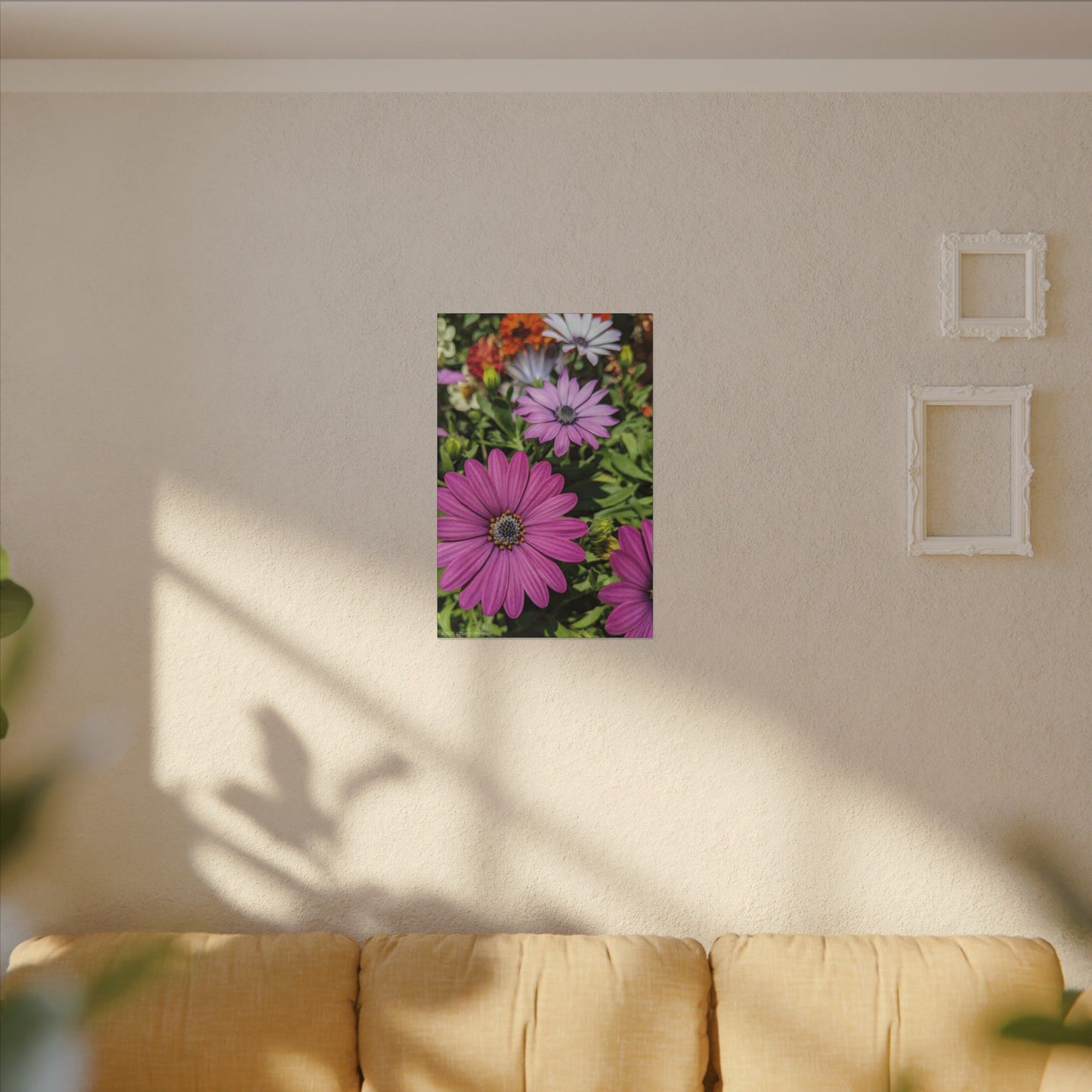 Swamis Vibe Encinitas California JSE Photograph #1127 Lavender African Daisies Encinitas California Floral Canvas Print for Home or Office