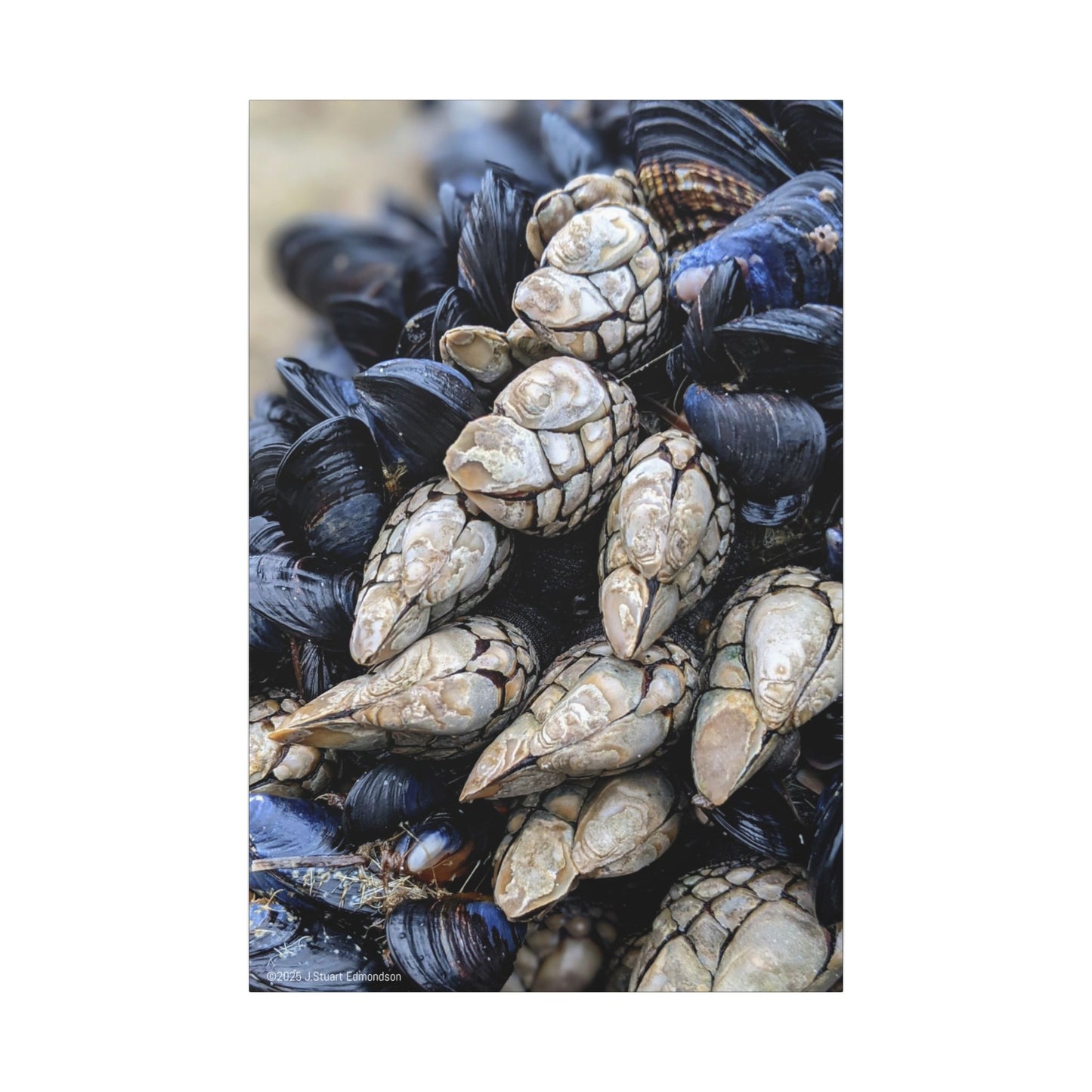 Swamis Vibe Encinitas California JSE Photograph #145 Swamis Reef Barnacles Coastal Themed Canvas Art, Beach Wall Decor, Nautical Home Decor, Ocean-Inspired Artwork, Gifts for Beach Lovers, Coastal Living