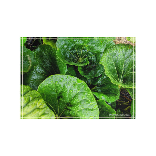 Swamis Vibe Surf and Sunsets Swamis Leopard Plant #1. Lush Greenery Photo Block Display, Nature-Inspired Home Decor, Perfect Gift for Plant Lovers, Eco-Friendly Wall Art, Desk Accessory