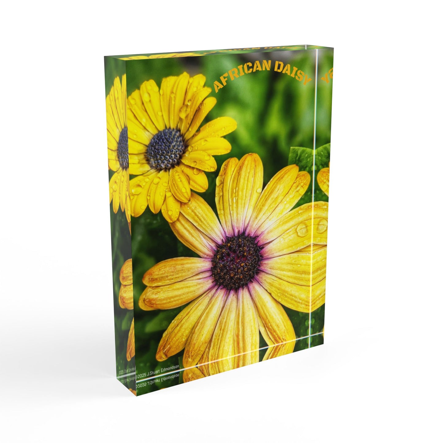 Swamis Vibe Surf and Sunsets Encinitas California Floral Photo Block Display with Yellow Flowers Home Decor, Gift for Garden Lovers, Customizable Wall Art, Spring Decor