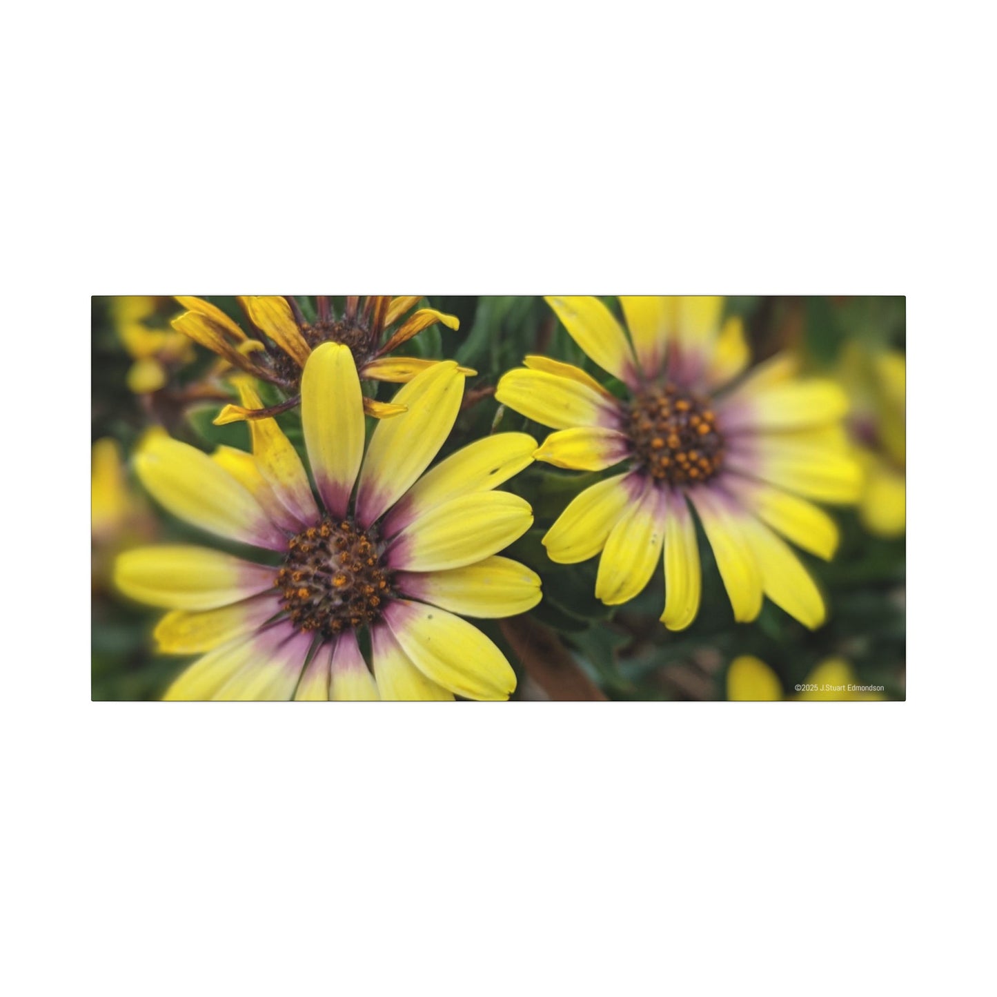 Swamis Vibe Encinitas California JSE Photograph #207 African Daisies at Swamis Floral Wall Art Print, Home Decor, Nature Artwork, Bright Flower Canvas, Gift for Garden Lovers, Spring Decoration