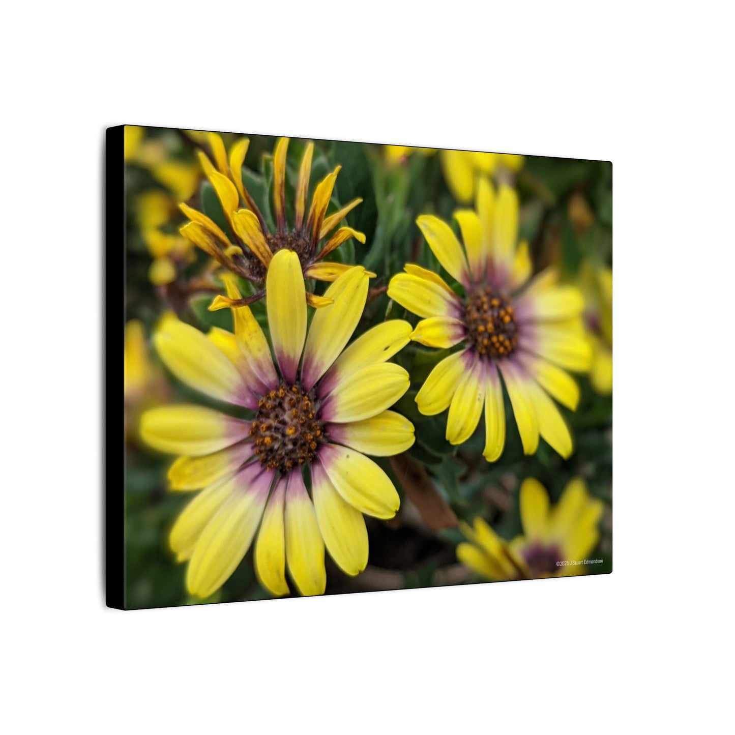 Swamis Vibe Encinitas California JSE Photograph #207 African Daisies at Swamis Floral Wall Art Print, Home Decor, Nature Artwork, Bright Flower Canvas, Gift for Garden Lovers, Spring Decoration
