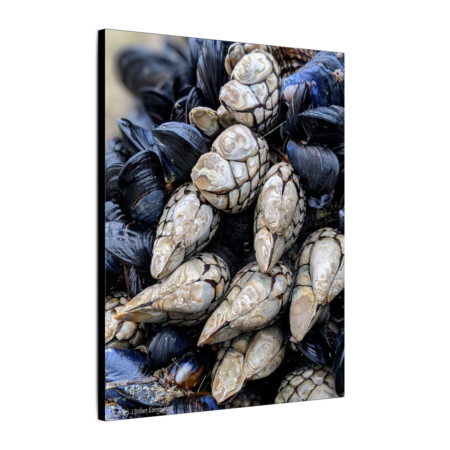 Swamis Vibe Encinitas California JSE Photograph #145 Swamis Reef Barnacles Coastal Themed Canvas Art, Beach Wall Decor, Nautical Home Decor, Ocean-Inspired Artwork, Gifts for Beach Lovers, Coastal Living