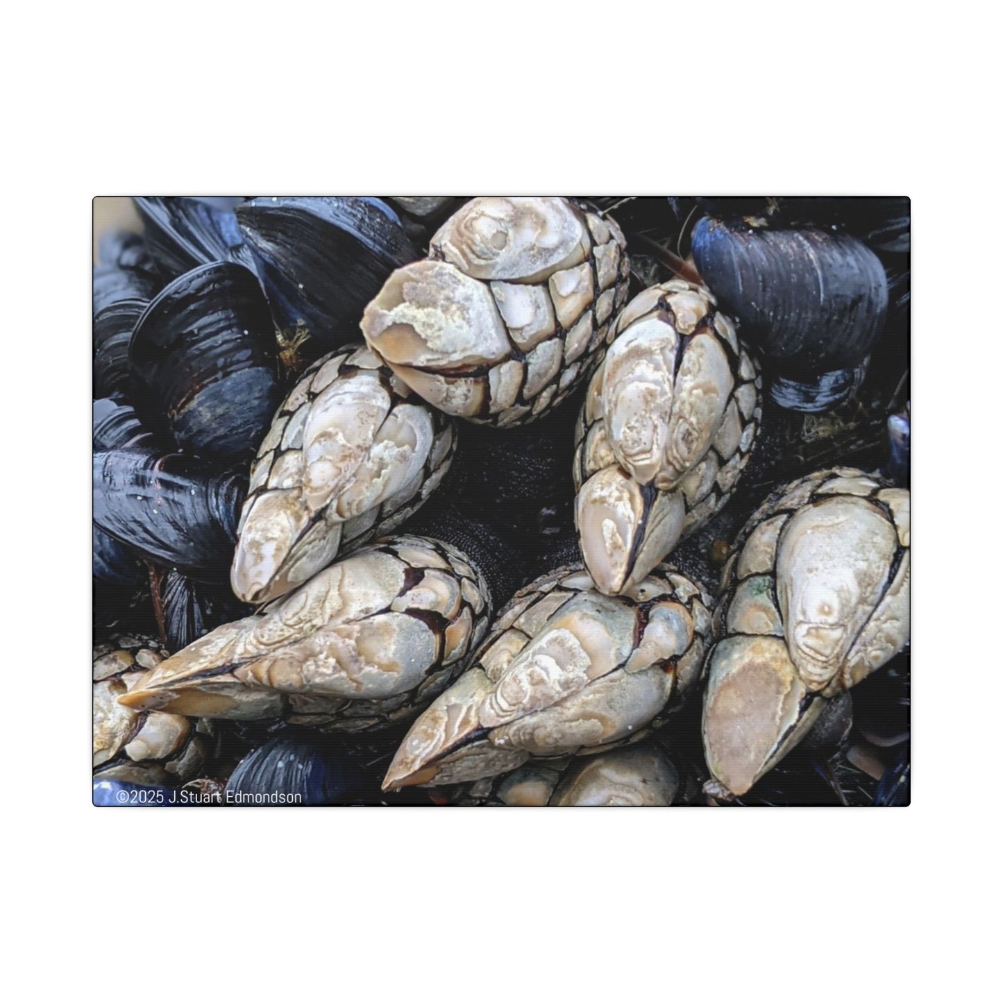 Swamis Vibe Encinitas California JSE Photograph #145 Swamis Reef Barnacles Coastal Themed Canvas Art, Beach Wall Decor, Nautical Home Decor, Ocean-Inspired Artwork, Gifts for Beach Lovers, Coastal Living