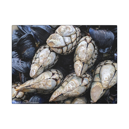 Swamis Vibe Encinitas California JSE Photograph #145 Swamis Reef Barnacles Coastal Themed Canvas Art, Beach Wall Decor, Nautical Home Decor, Ocean-Inspired Artwork, Gifts for Beach Lovers, Coastal Living