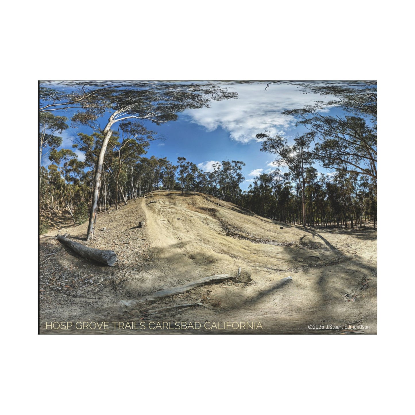 Carlsbad Eucalyptus Mono forest JSE Photograph #524 Hosp Woods Trails Carlsbad California Nature-Inspired Canvas Art