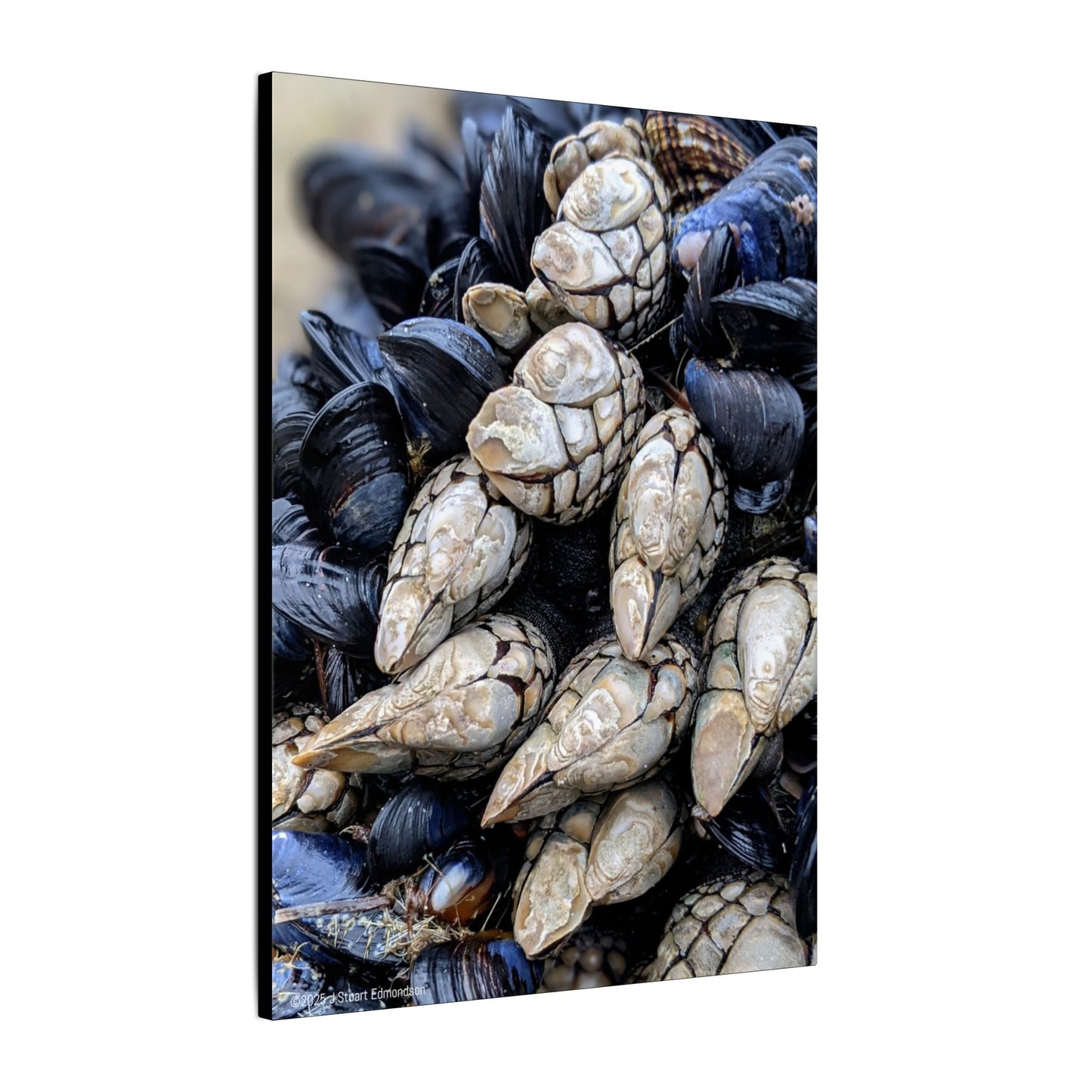 Swamis Vibe Encinitas California JSE Photograph #145 Swamis Reef Barnacles Coastal Themed Canvas Art, Beach Wall Decor, Nautical Home Decor, Ocean-Inspired Artwork, Gifts for Beach Lovers, Coastal Living