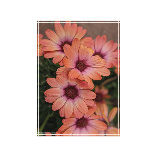 Swamis Vibe African Daisy Floral Photo Block, Home Decor, Personalized Gift, Wall Art, Flower Decoration, Spring Gift, Memory Keepsake