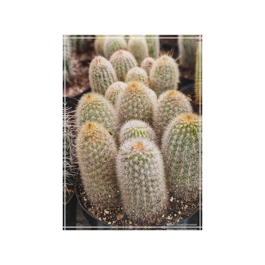 Swamis Vibe Surf and Sunsets Gallery Presents Colorful Flowers - CACTUS 3D Photo Block Cactus Photo Block | Modern Home Decor, Unique Gift, Wall Art, Office Decoration, Nature Lover's Treasure