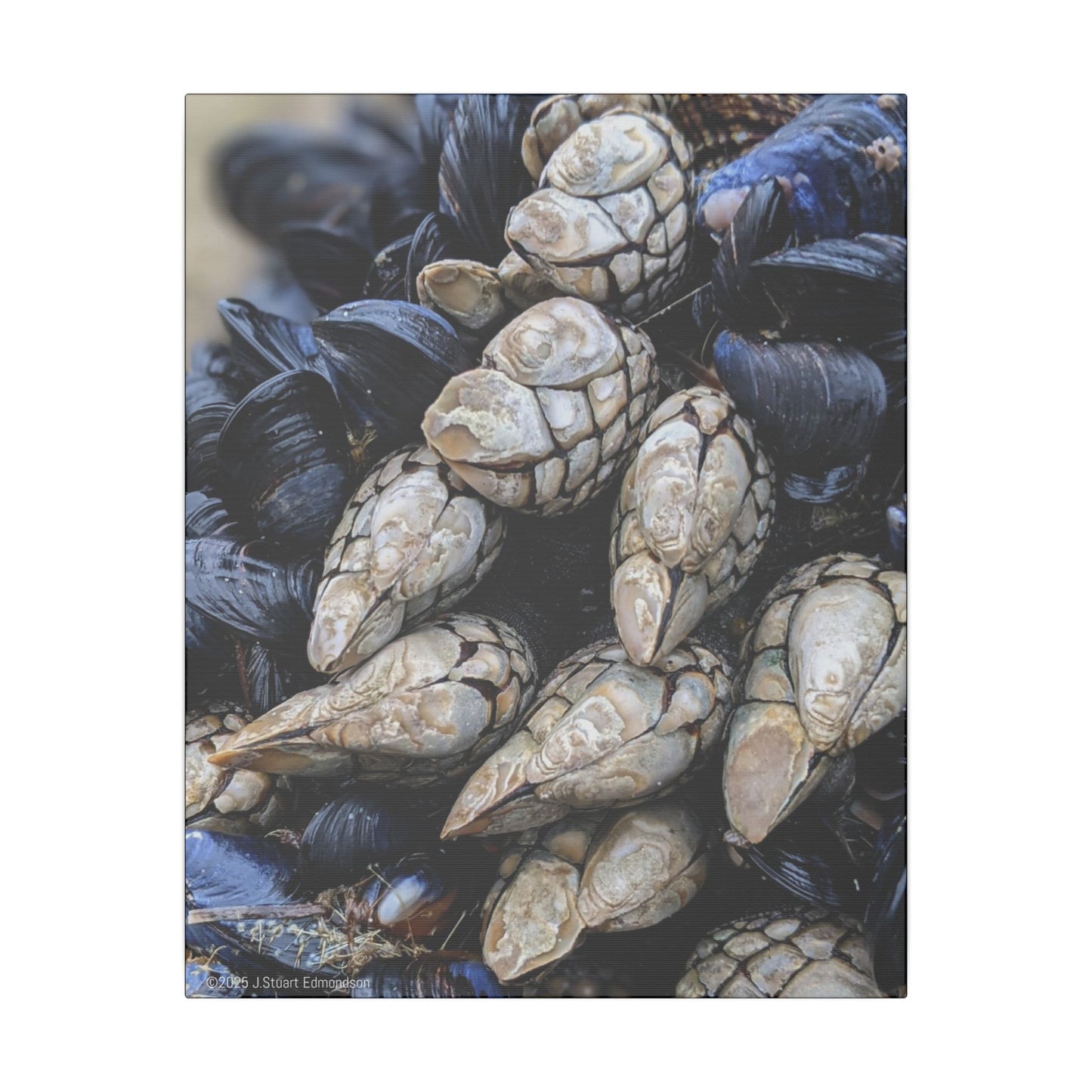 Swamis Vibe Encinitas California JSE Photograph #145 Swamis Reef Barnacles Coastal Themed Canvas Art, Beach Wall Decor, Nautical Home Decor, Ocean-Inspired Artwork, Gifts for Beach Lovers, Coastal Living