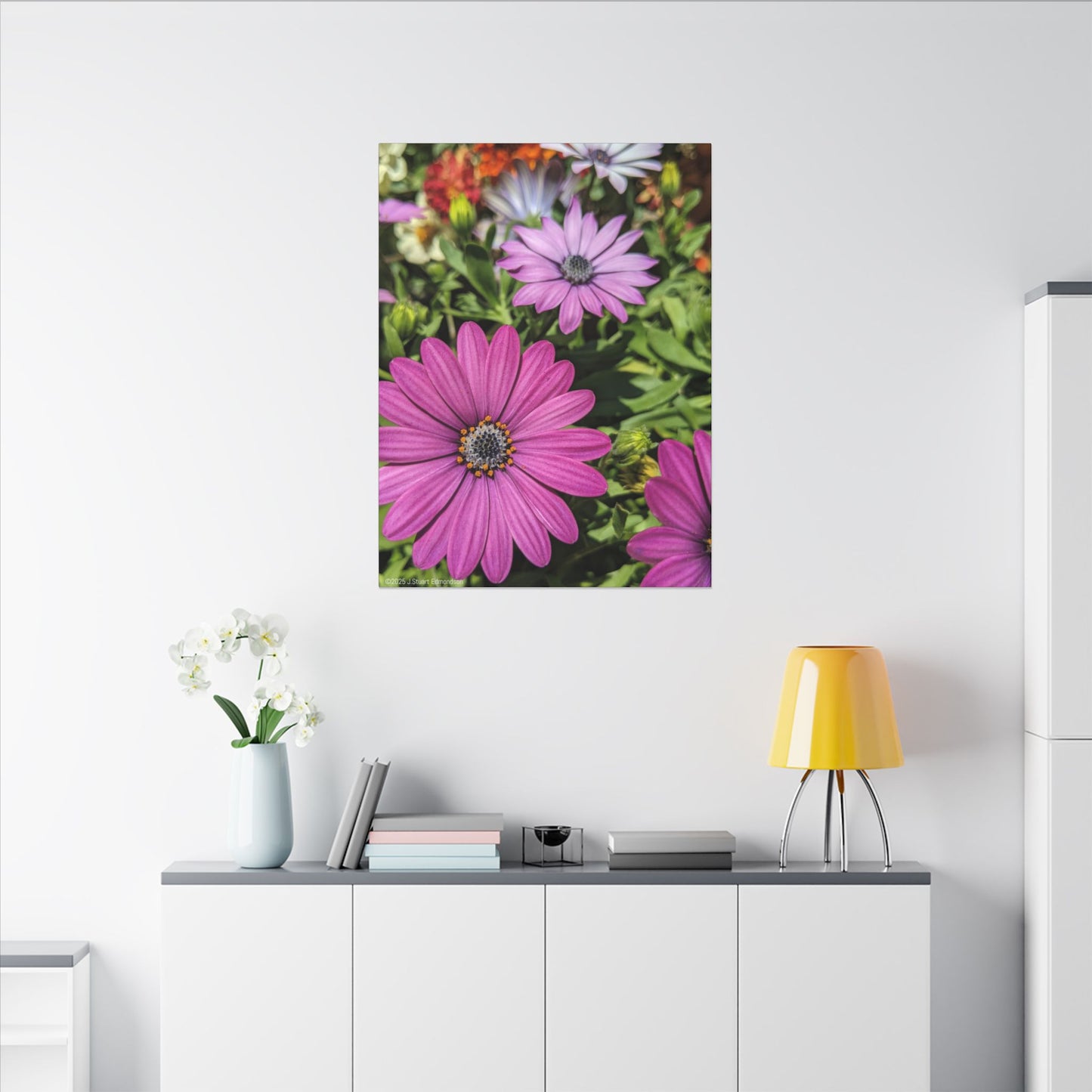 Swamis Vibe Encinitas California JSE Photograph #1127 Lavender African Daisies Encinitas California Floral Canvas Print for Home or Office