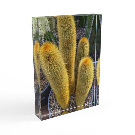 Swamis Vibe Surf and Sunsets Gallery Presents Colorful Flowers - CACTUS #2 Photo Block Cactus Photo Block | Unique Home Decor, Personalized Gift, Nature Wall Art, Contemporary Style, Desk Display