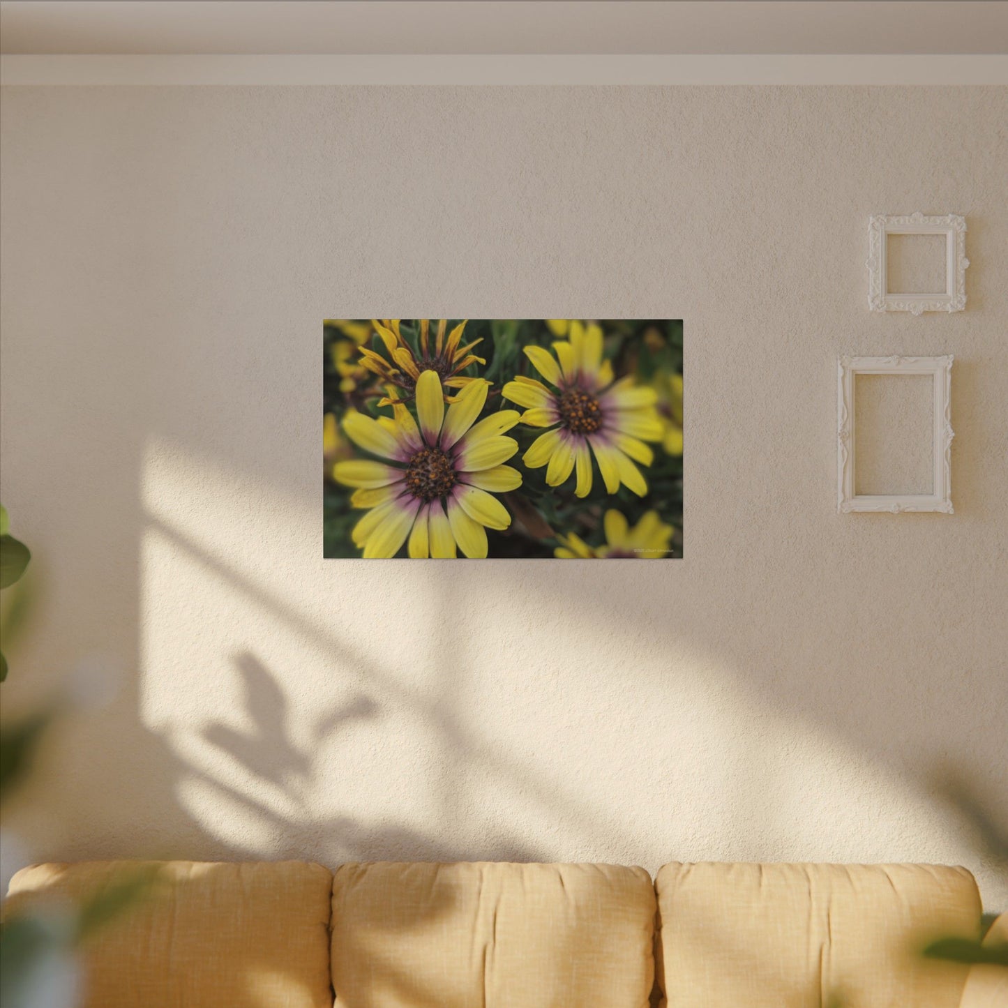 Swamis Vibe Encinitas California JSE Photograph #207 African Daisies at Swamis Floral Wall Art Print, Home Decor, Nature Artwork, Bright Flower Canvas, Gift for Garden Lovers, Spring Decoration