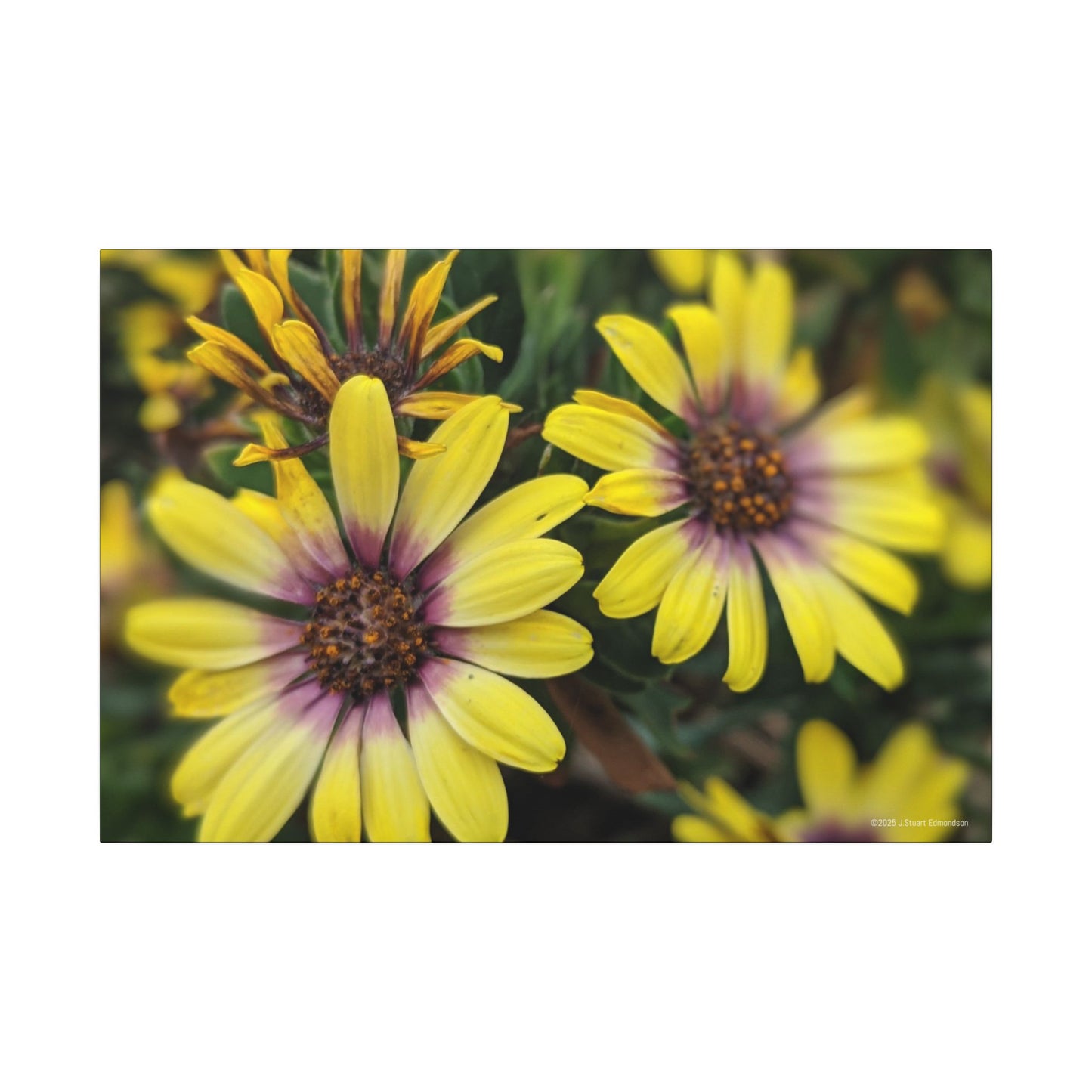 Swamis Vibe Encinitas California JSE Photograph #207 African Daisies at Swamis Floral Wall Art Print, Home Decor, Nature Artwork, Bright Flower Canvas, Gift for Garden Lovers, Spring Decoration