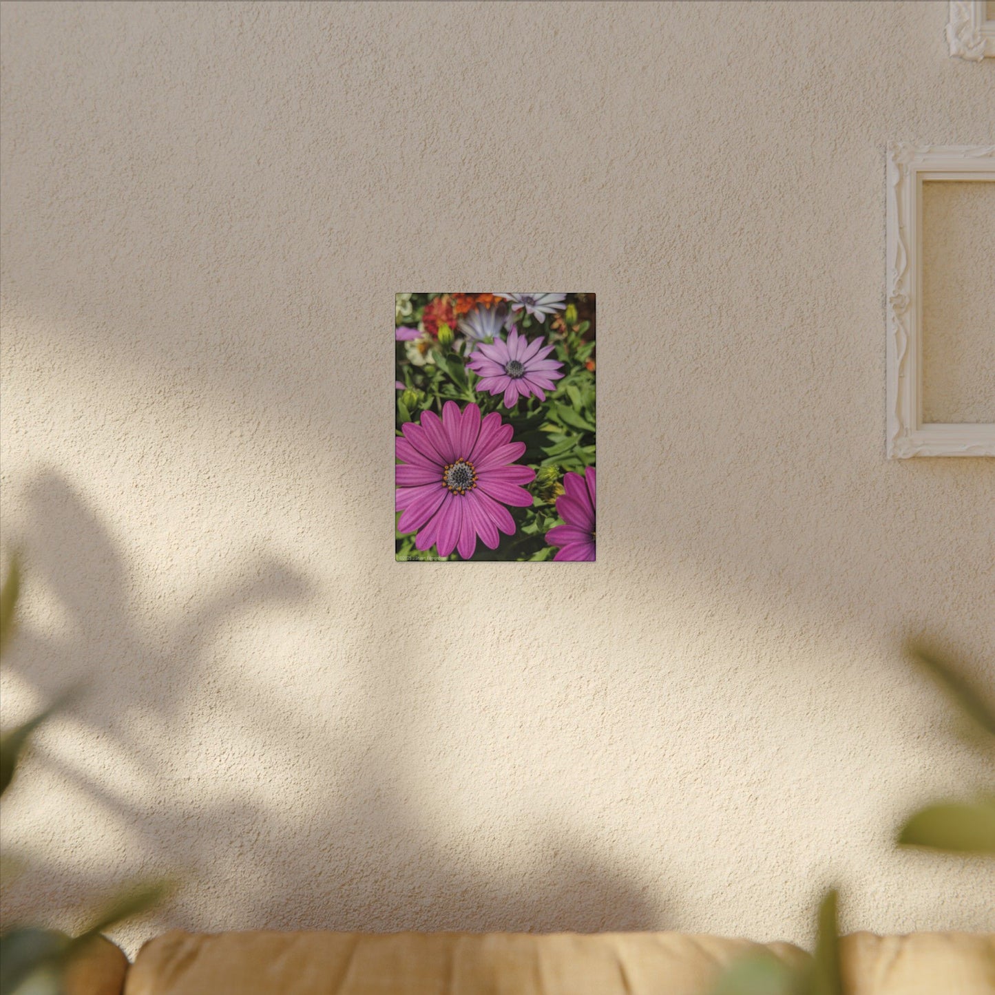 Swamis Vibe Encinitas California JSE Photograph #1127 Lavender African Daisies Encinitas California Floral Canvas Print for Home or Office