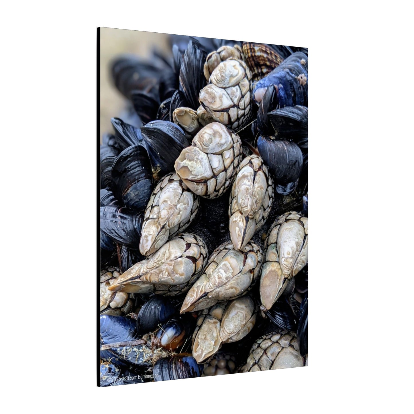 Swamis Vibe Encinitas California JSE Photograph #145 Swamis Reef Barnacles Coastal Themed Canvas Art, Beach Wall Decor, Nautical Home Decor, Ocean-Inspired Artwork, Gifts for Beach Lovers, Coastal Living