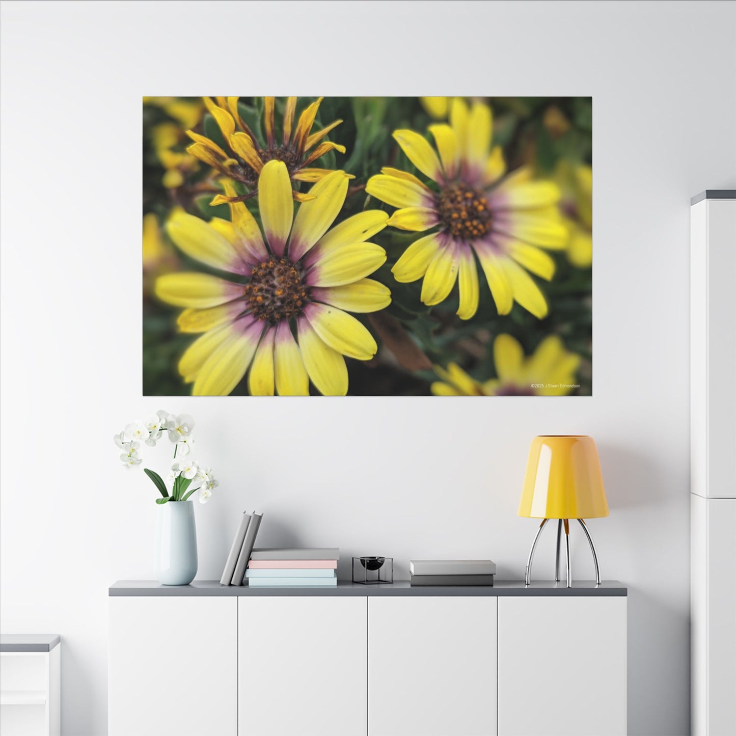 Swamis Vibe Encinitas California JSE Photograph #207 African Daisies at Swamis Floral Wall Art Print, Home Decor, Nature Artwork, Bright Flower Canvas, Gift for Garden Lovers, Spring Decoration